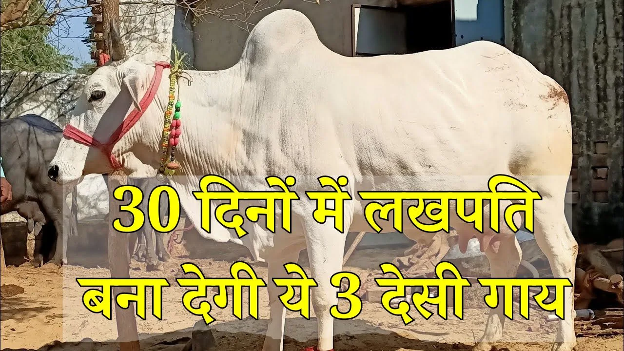 30 दिनों में लखपति बना देगी ये गाय