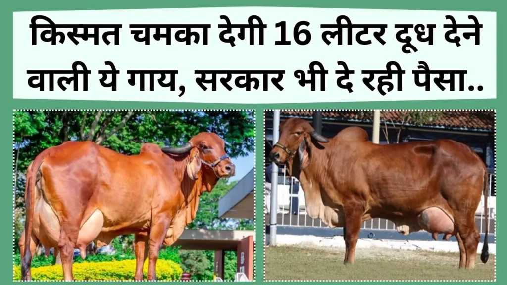 गाय