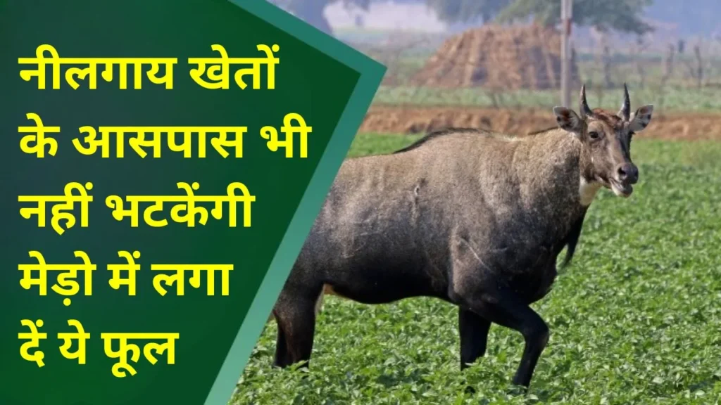 नीलगाय