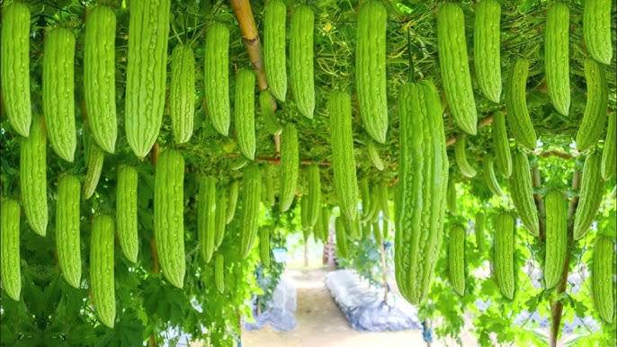 करेला