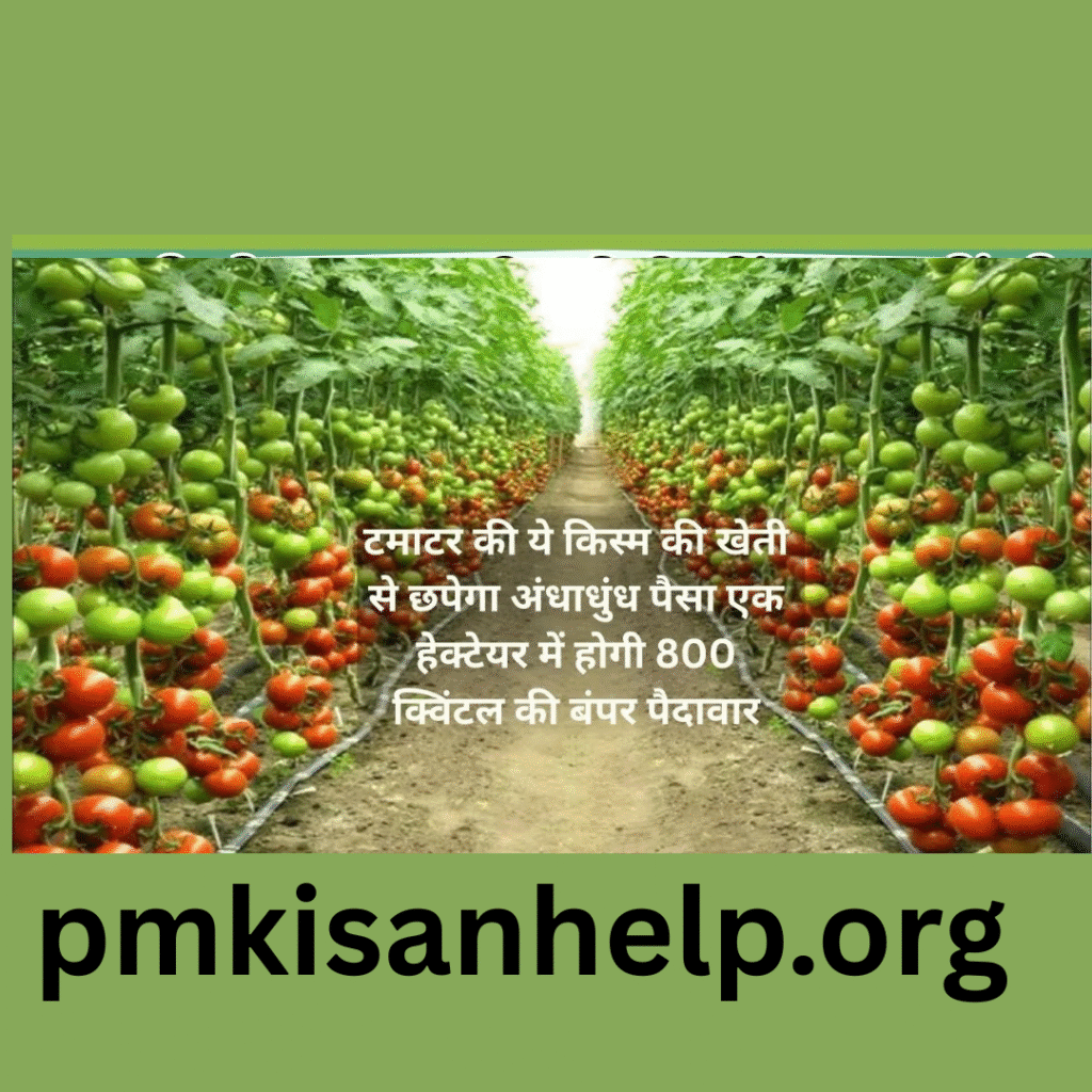 टमाटर