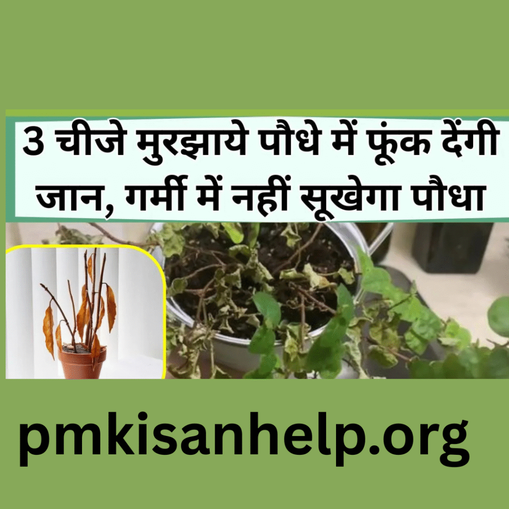 सब्जी