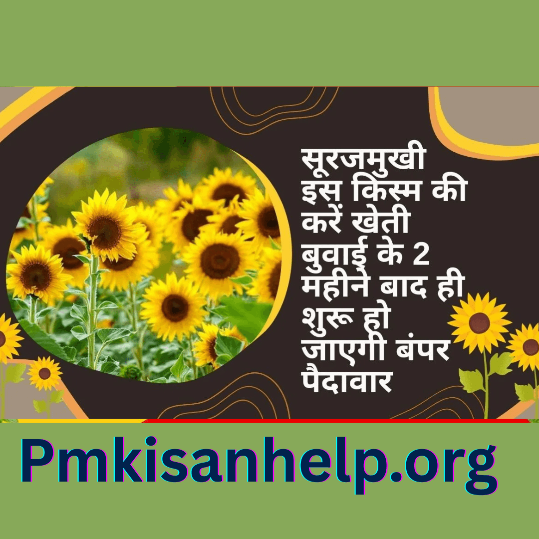 सूरजमुखी