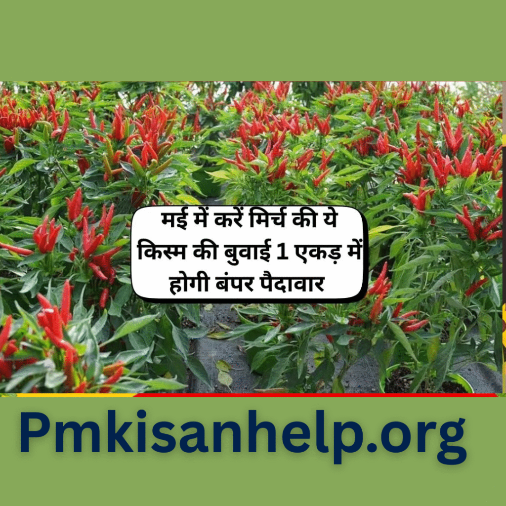 मिर्च