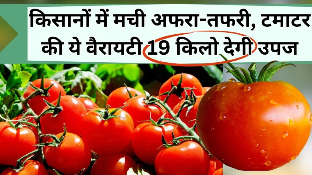 टमाटर