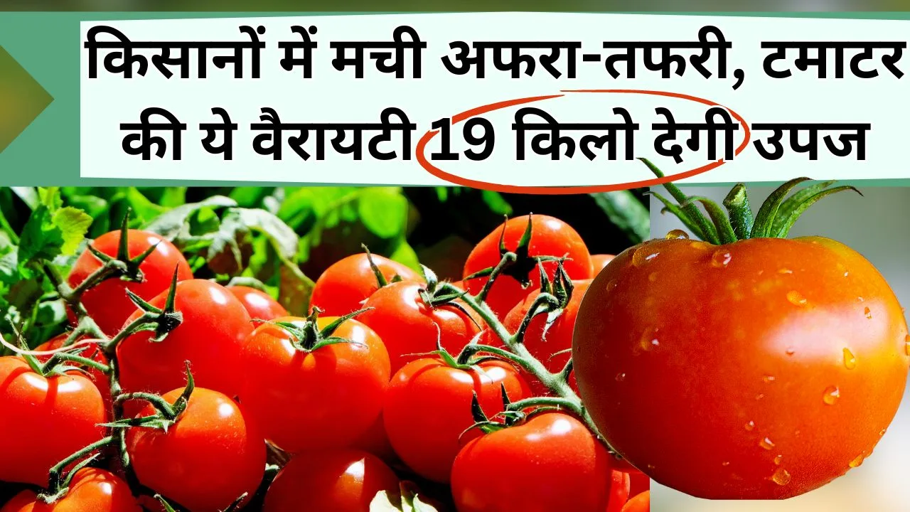 टमाटर