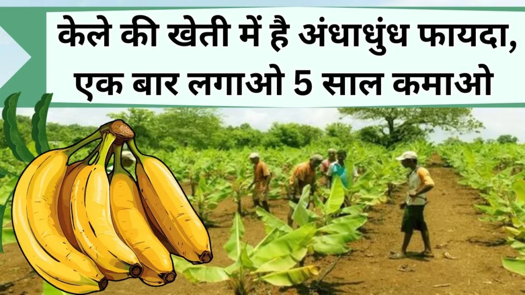 केले की खेती