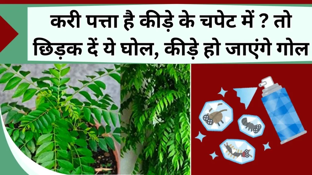 करी पत्ता