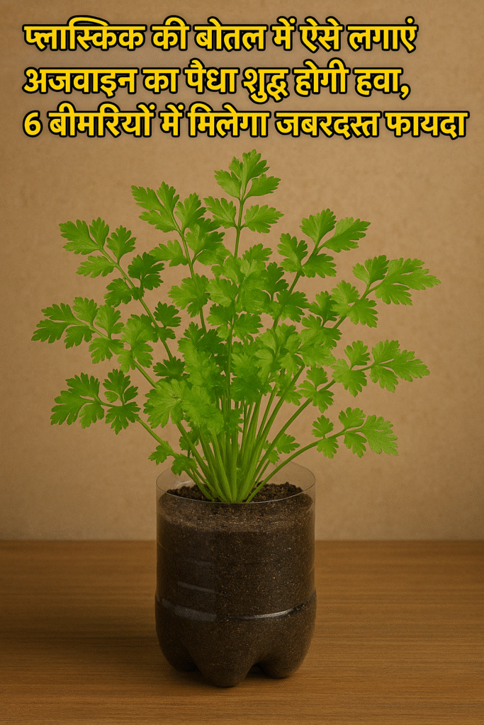 अजवाइन