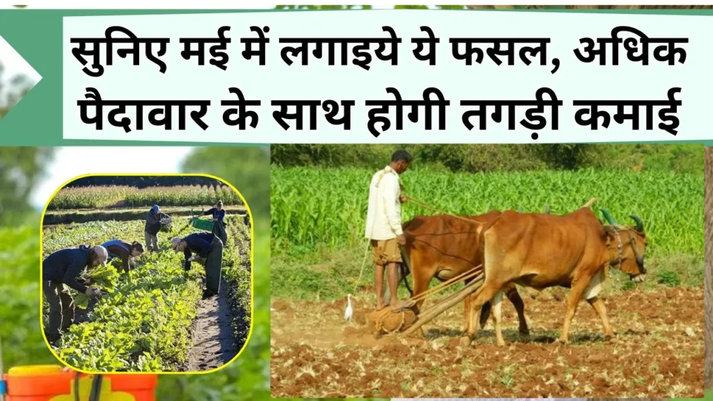 मई