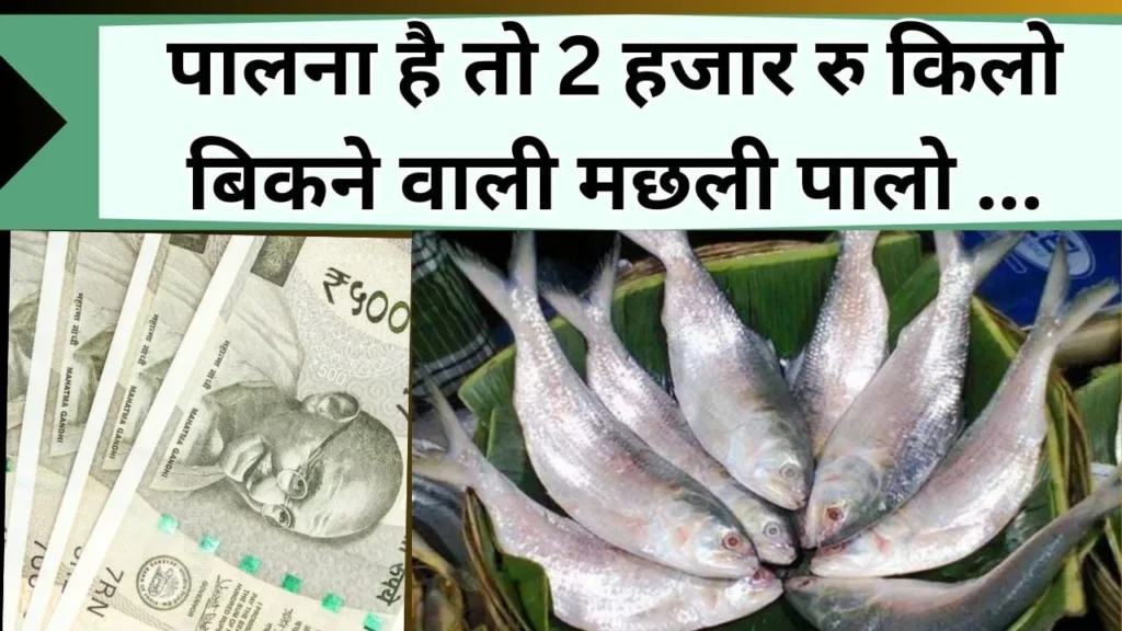मछली