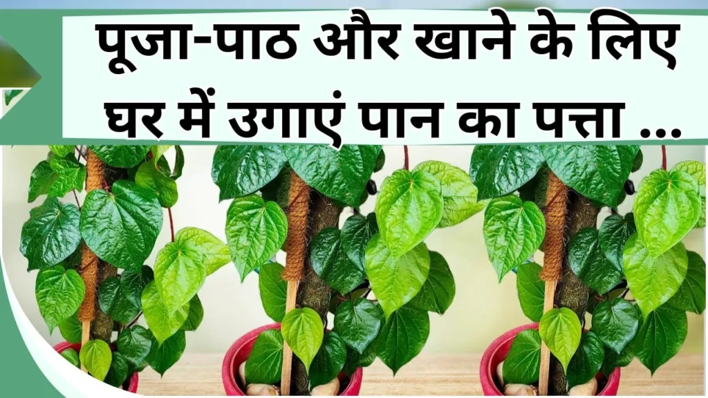 पान