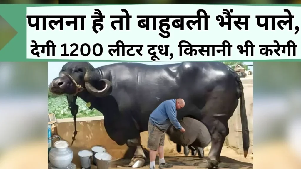 भैंस