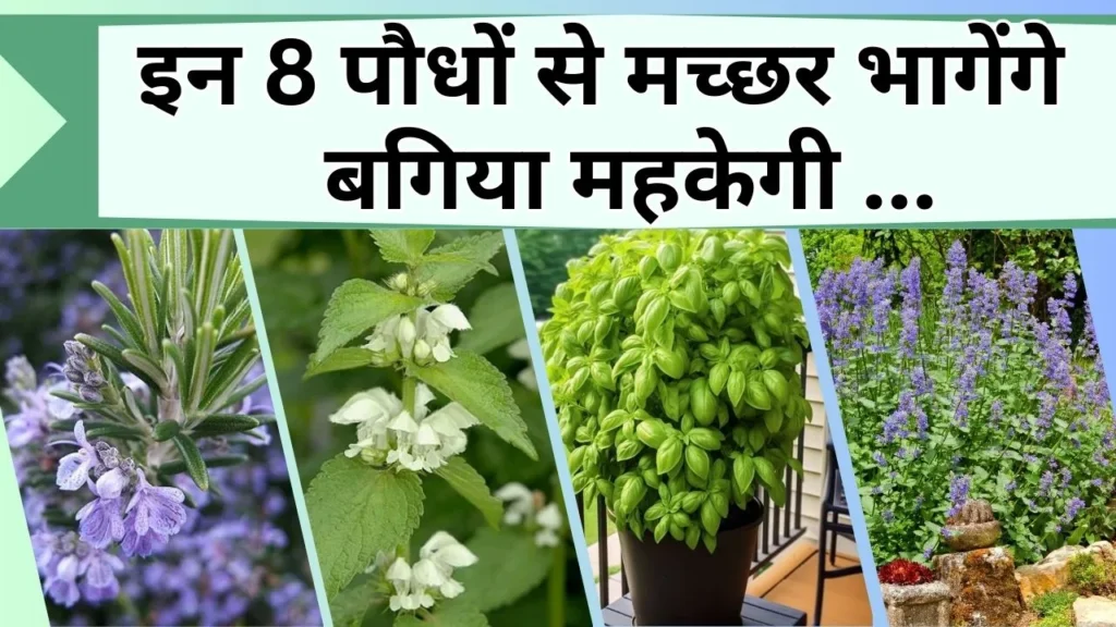 मच्छरों