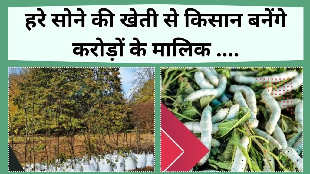 हरे सोने की खेती