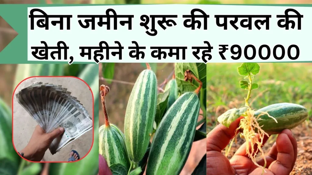 परवल