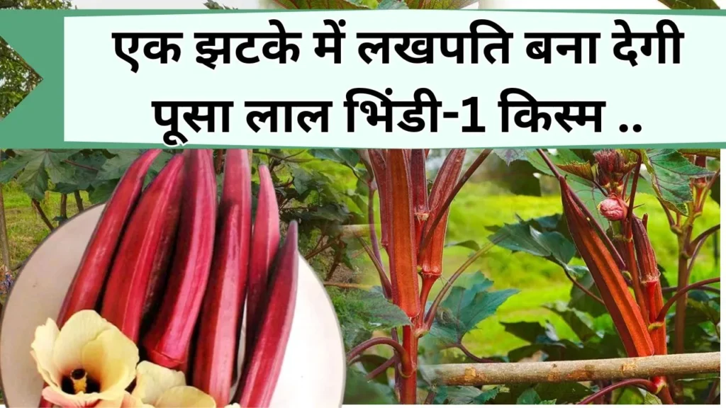 लाल भिंडी