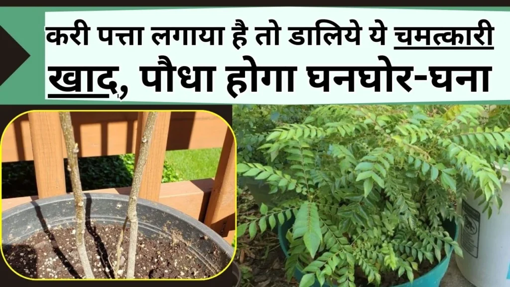 करी पत्ता