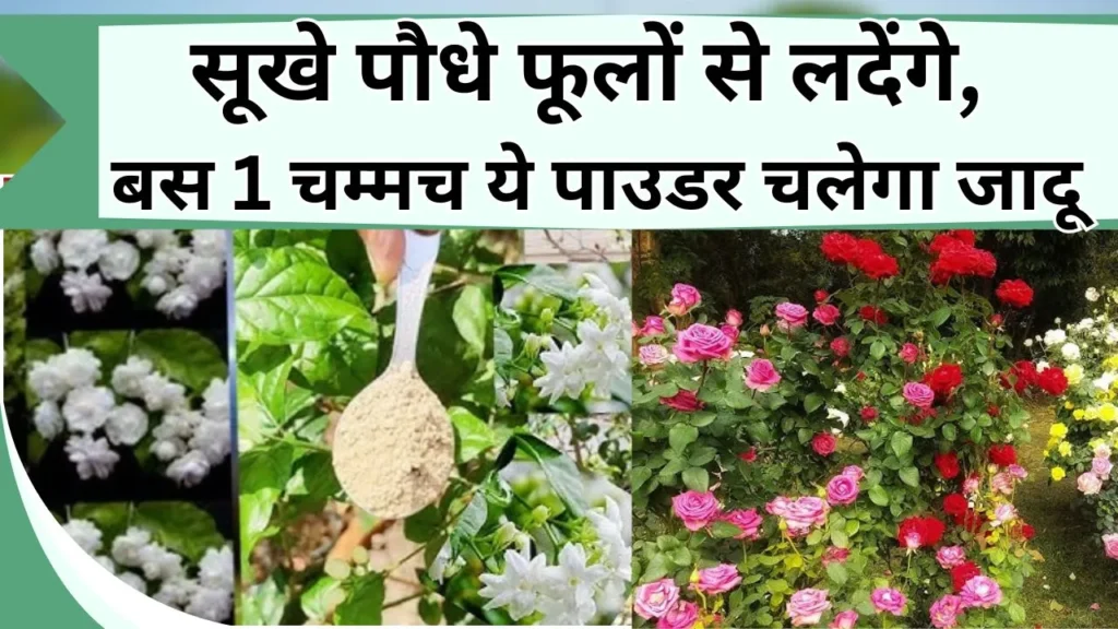 पौधों