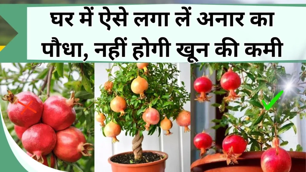 अनार