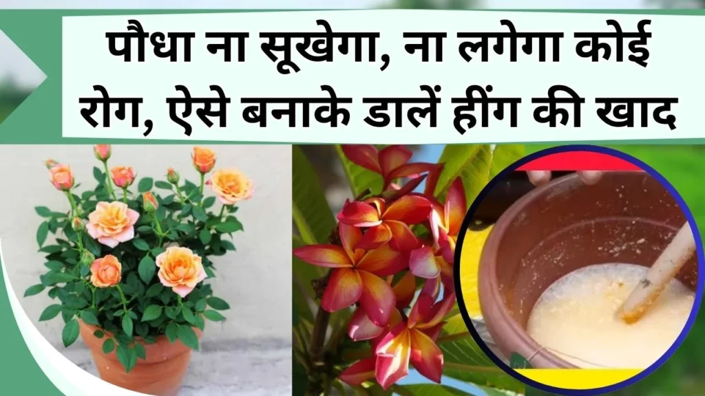 हींग से खाद