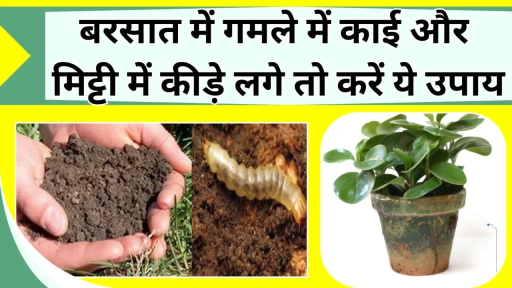 गमले