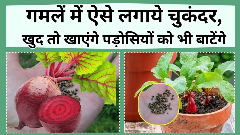 चुकंदर