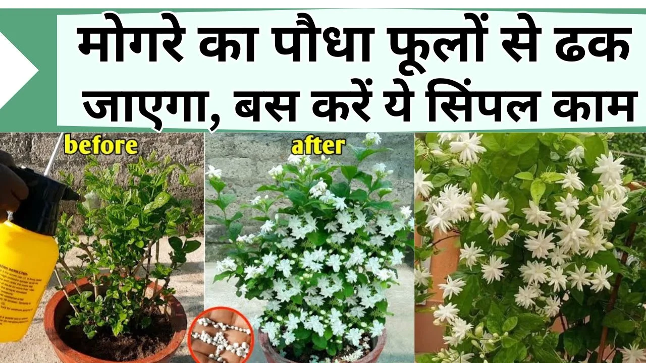 मोगरे