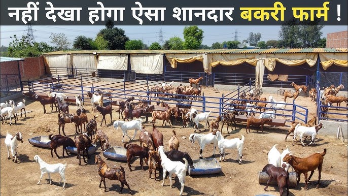 बकरी