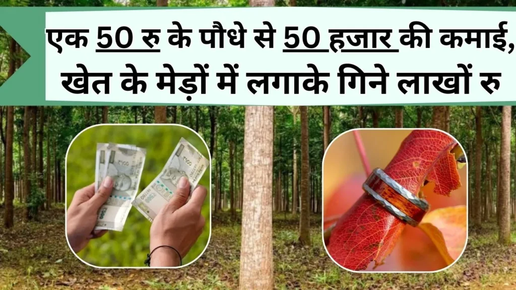 पौधे