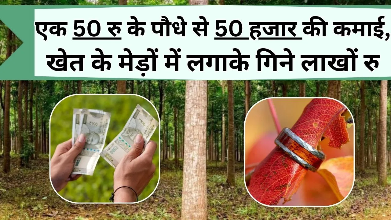 पौधे