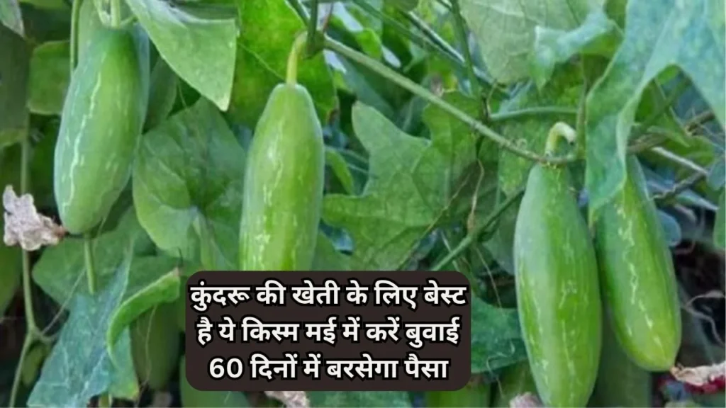 कुंदरू की खेती
