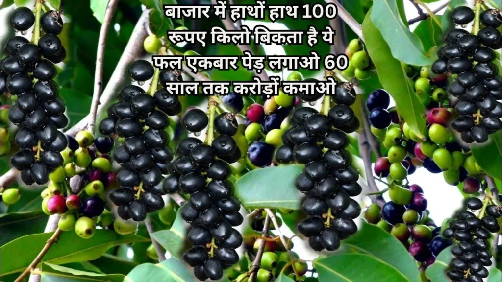 फल