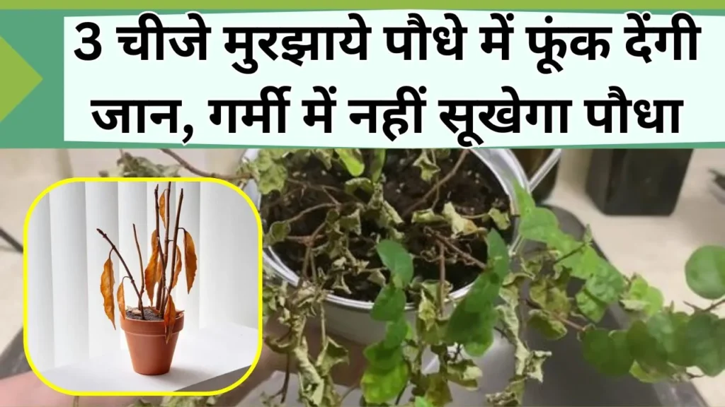 पौधा
