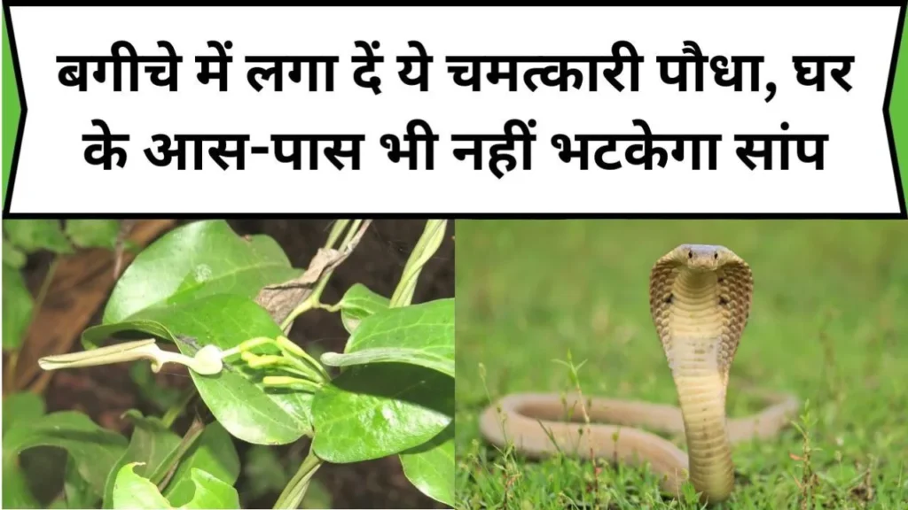 plant-this-miraculous-plant-in